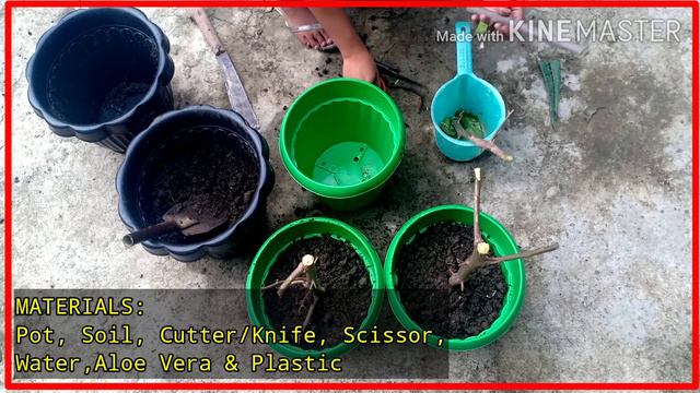 HOW TO GROW FAST OUR BOUGAINVILLEA смотреть онлайн