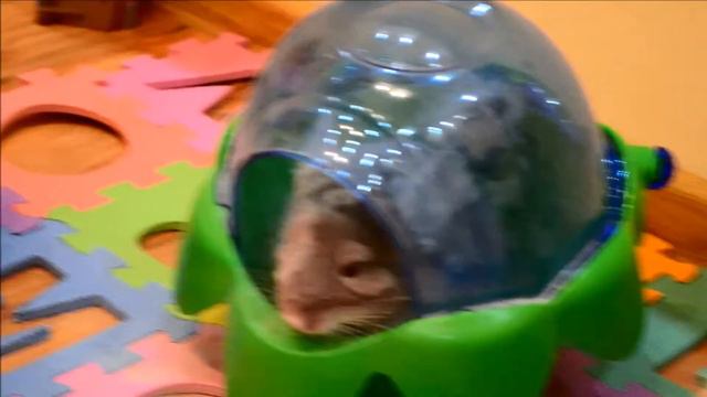 Купание шиншиллы смотреть онлайн