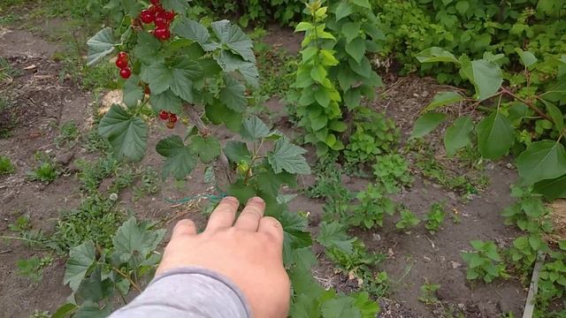 Колонновидная красная смородина! Обнаружил новый сорт прямо у себя под деревом смотреть онлайн