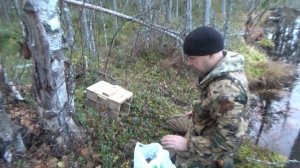 ОХОТА НА НОРКУ КАПКАНАМИ  HUNTING FOR MINK TRAPS