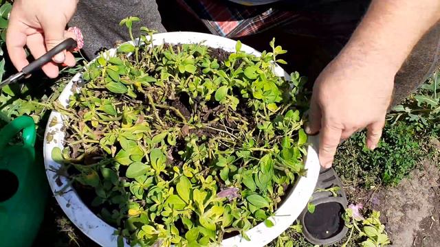 Стрижка петунии для хорошего разрастания.