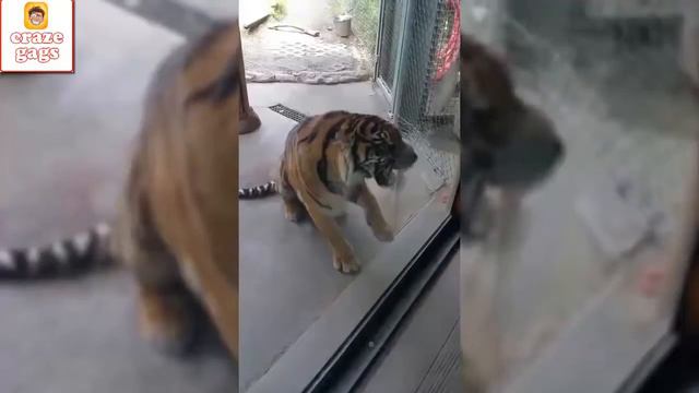 Животные в зоопарке бросаются на людей. Забавное видео смотреть онлайн