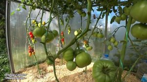 ТОМАТ ДЕД ЛЁВА. Обзор сорта, вкус и характеристика.