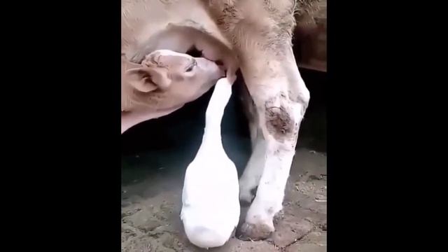 Бык и Корова - Символ Года. Видео подборка - Смешные Животные смотреть онлайн