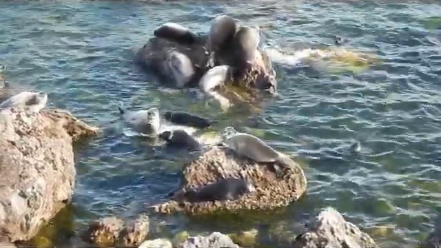 Байкальские нерпы