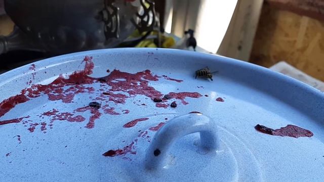 Осы дерутся!!! смотреть онлайн