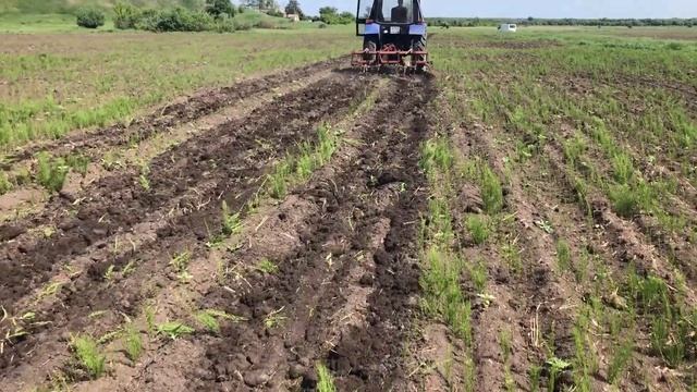 Прополка кабачка 2021. Самодельный агрегат смотреть онлайн