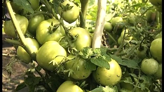 Томаты открытого грунта сорта Дубок смотреть онлайн