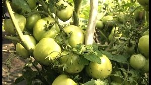 Томаты открытого грунта сорта Дубок