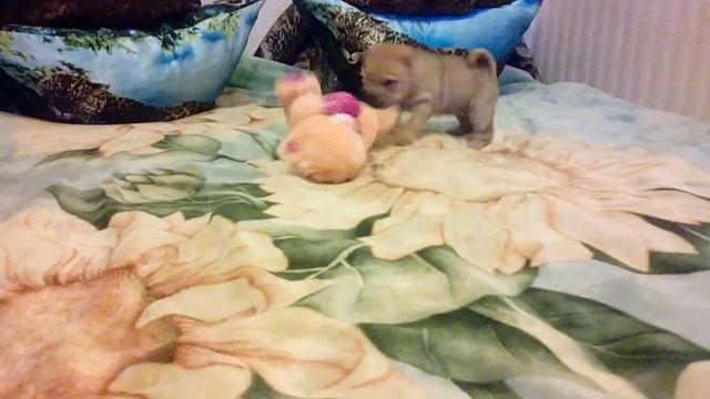 Щенки шарпеев смотреть онлайн