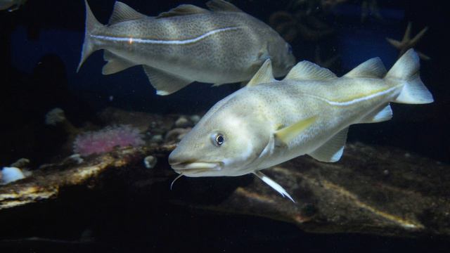 Il Regno Unito è Stato Allarmato Dalla Decisione Della Russia.