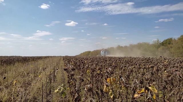 Збирання соняшника 🌻 сезон 2023. Ціни немає 💶, але збирати треба! смотреть онлайн