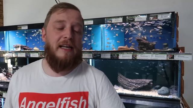 The Fish Files: Rams смотреть онлайн