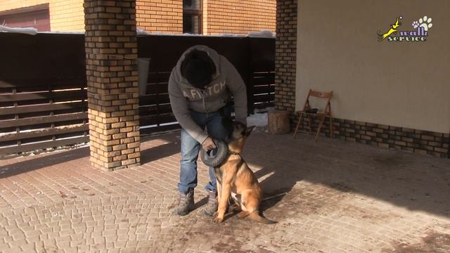 Дрессировка собак, команда Дай #2, Послушание около игрушки смотреть онлайн