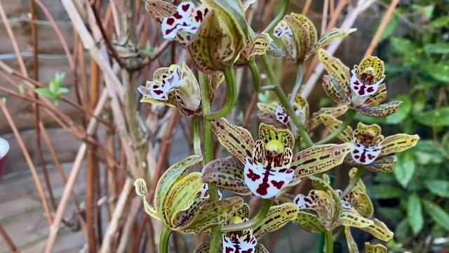 Cymbidium Magic Chocolate . Цимбидиум Magic Chocolate. Цимбидиум в саду. London