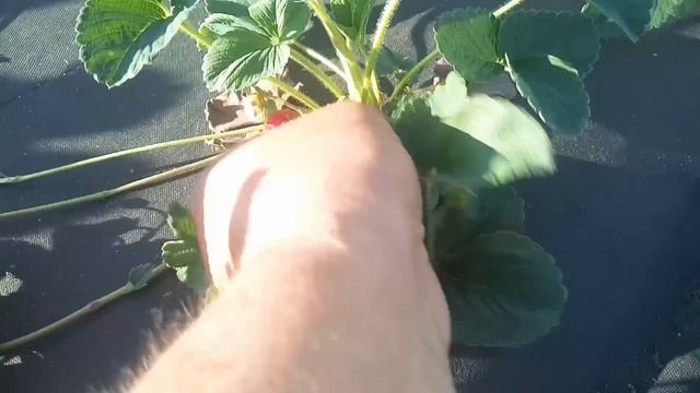 Клубника Мице шиндлер! Сезон 2019г! смотреть онлайн