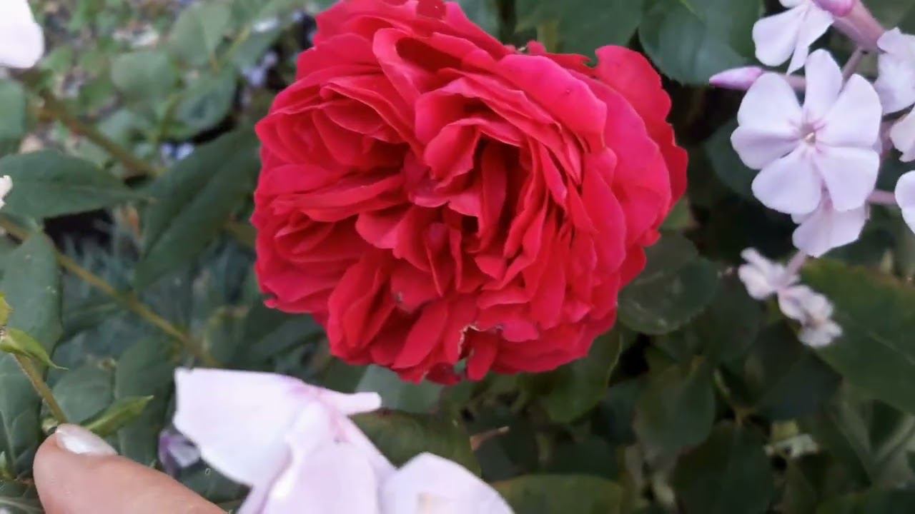 Обзор осеннего сада. 18 сентября 2022 года смотреть онлайн