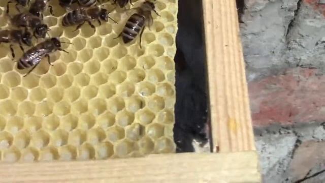 Мининуклеусы для не плодных пчелиных маток смотреть онлайн