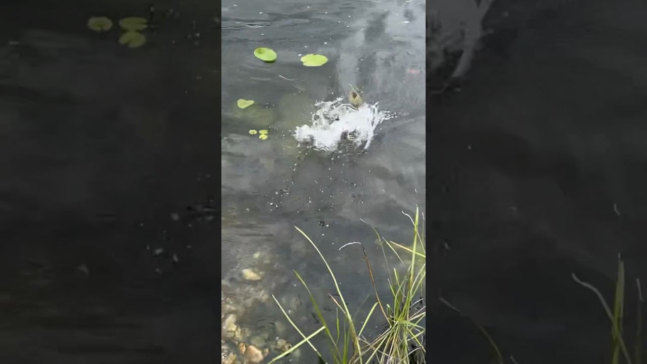 Лещ на фидер #рыбалкакстово #первыйлёд #плотва смотреть онлайн