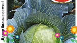 Капуста белокочанная номер первый Грибовский 147. Краткий обзор, описание brássica olerácea