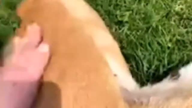 Рыжая собака похожая на жиробасинку 🤣 смотреть онлайн