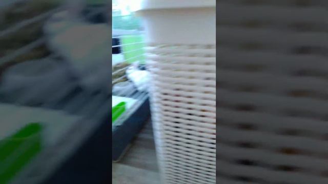Содержание кролика. Глава 8. Подготовка к переезду. смотреть онлайн