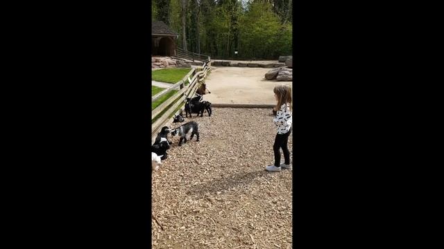 Nuremberg Zoo смотреть онлайн