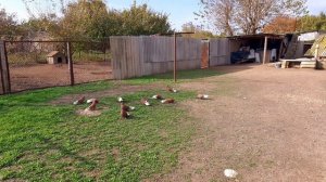 Голуби Владислава Бучеловского.Красные. 17.10.2021.