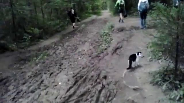 Кошка идёт за людьми по горной тропе смотреть онлайн