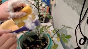 Избавиться от паутинного клеща на розе