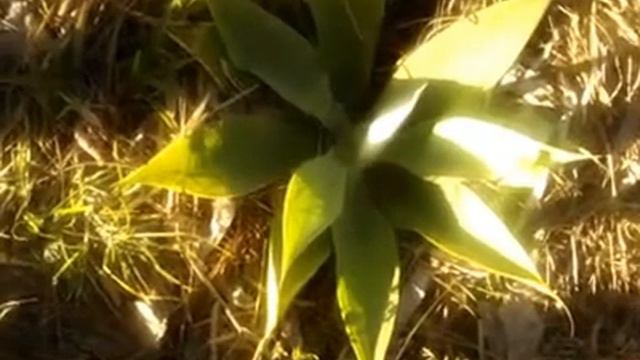 agave смотреть онлайн