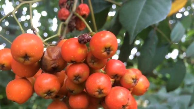 Стихи Есенина смотреть онлайн