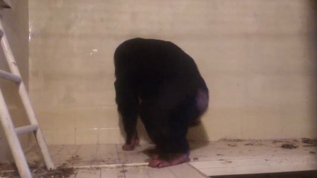 Фельдман Экопарк, шимпанзе. МОЙ ПАПА! смотреть онлайн