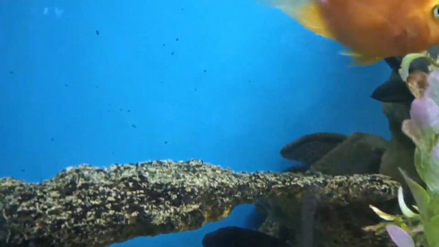 Золотая Рыбка! Исполни наши желания! Goldfish, make our wishes come true смотреть онлайн