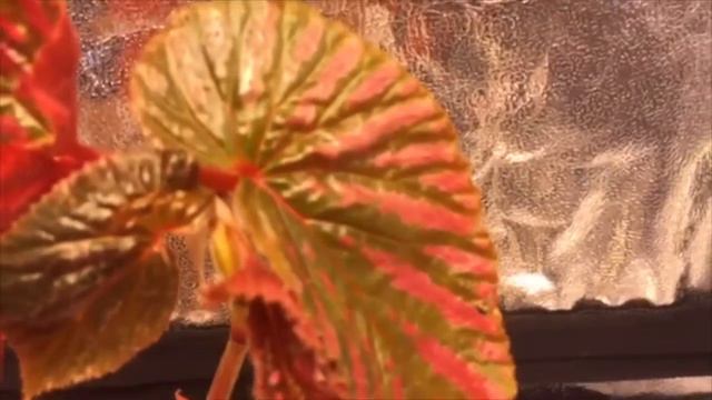 GROWBOX: Begonia brevirimosa 'Exotica'. смотреть онлайн