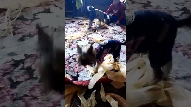 Йорки хулиганят смотреть онлайн