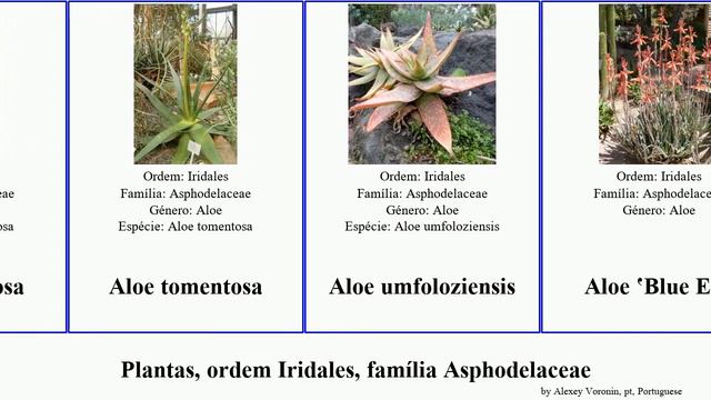 Plantas, ordem Iridales, família Asphodelaceae aloe aloidendron gasteria plants var gracilis Elf смотреть онлайн