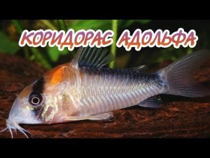 КОРИДОРАС АДОЛЬФА. СОДЕРЖАНИЕ И РАЗВЕДЕНИЕ.