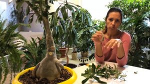 АДЕНИУМ ОБРЕЗКА И УКОРЕНЕНИЕ ЧЕРЕНКОВ 4К