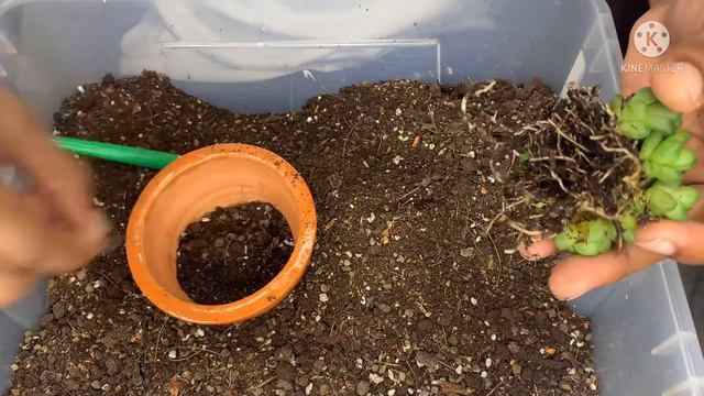CÓMO TRASPLANTAR Y CUIDAR UNA HAWORTHIA 🌵 смотреть онлайн