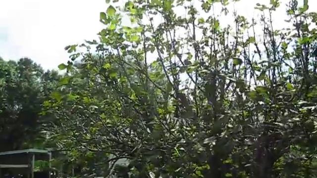 Ficus carica in Indian River county follow up смотреть онлайн