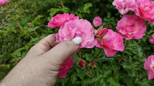 ДАЧА.. Райский сад Светланы .. Розарий впечатляет! 26.06.21.2 часть. смотреть онлайн