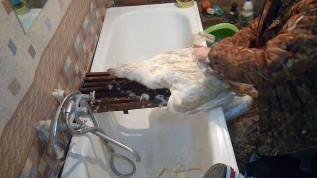 Погладь гуся! (ощипывание птицы) смотреть онлайн