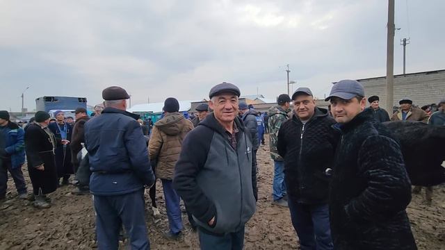 9-03-2024 JUMA MOL BOZORI SAMARQAND MOL BOZORI