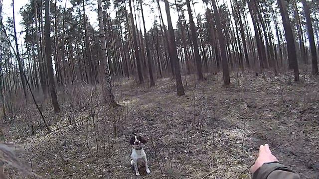 Прогулка по Сосновке