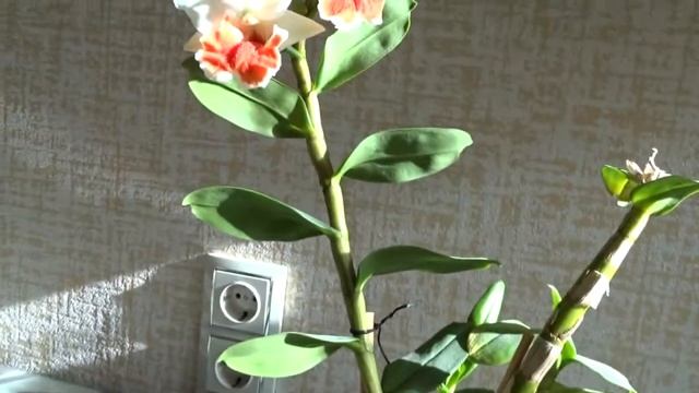 Первое домашнее цветение Dendrobium Dawn Marie ,год назад привезла его с о.Фукуок и вот цветём ) смотреть онлайн