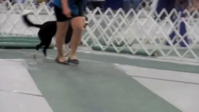 Puppy Match! смотреть онлайн