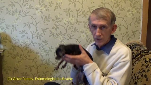 Как Избавиться от Блох у Собак? И Еще Блоха Под Микроскопом!! смотреть онлайн