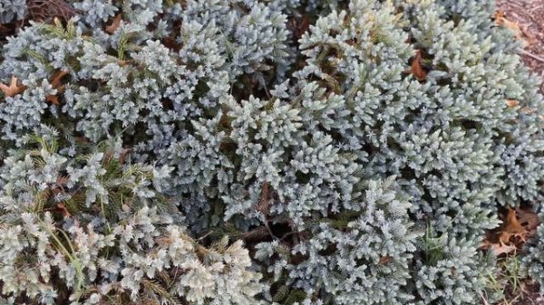 Blue Star Singleseed juniper (Juniperus squamata 'Blue Star') - Plant Identification