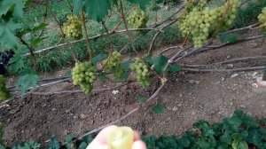 @Виноград 2019  Виноград Валек  Отзыв о винограде